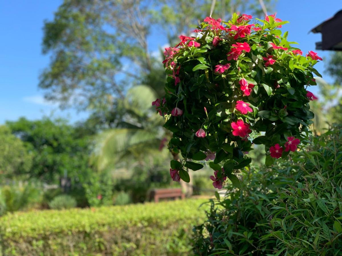 Lovely Garden Villas Pantai Cenang  Eksteriør billede